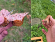 kiełbasa z gwoździami